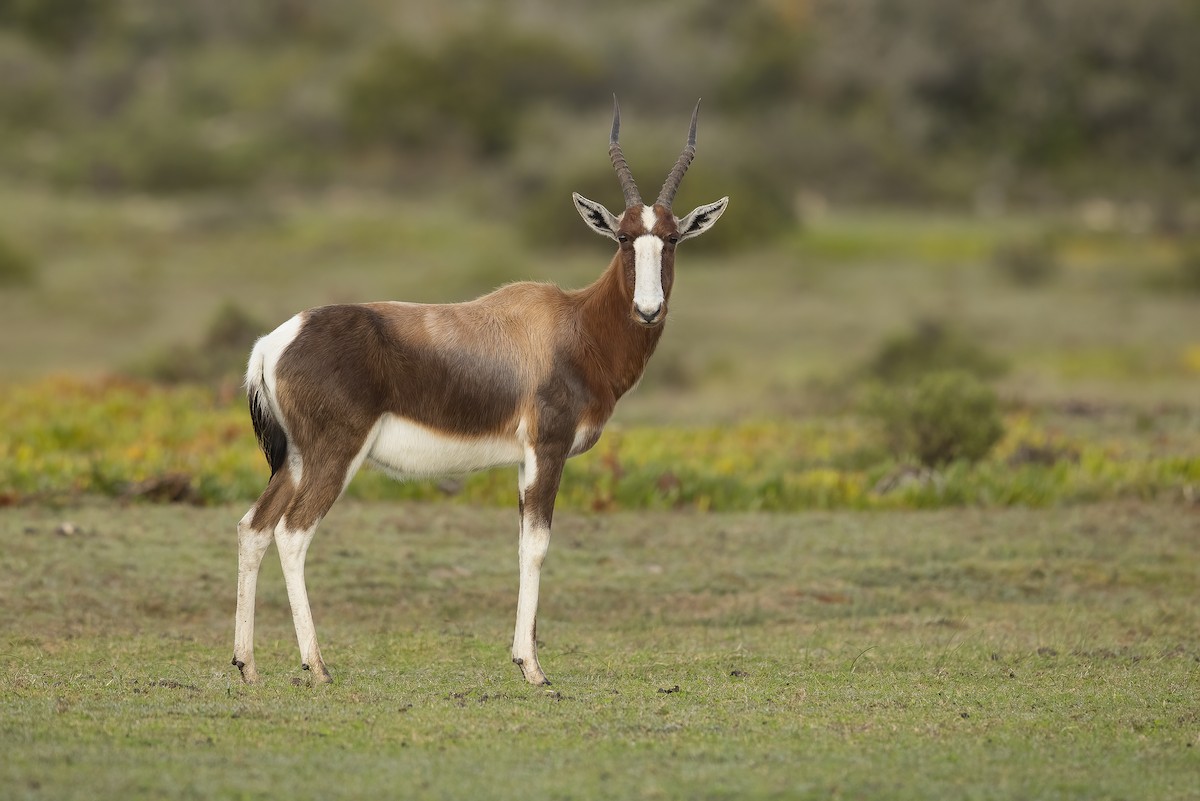 Bontebok - Dorian Anderson