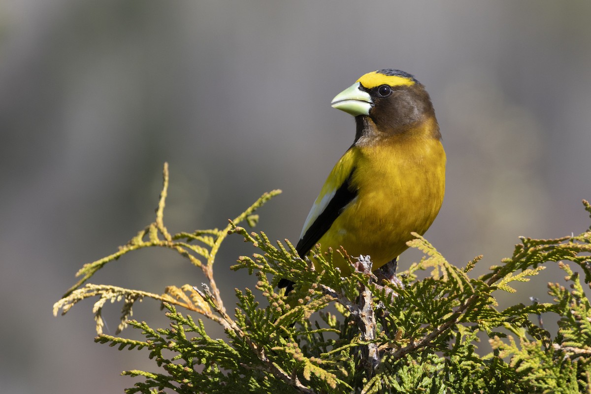 dlask žlutočelý - ML636846507