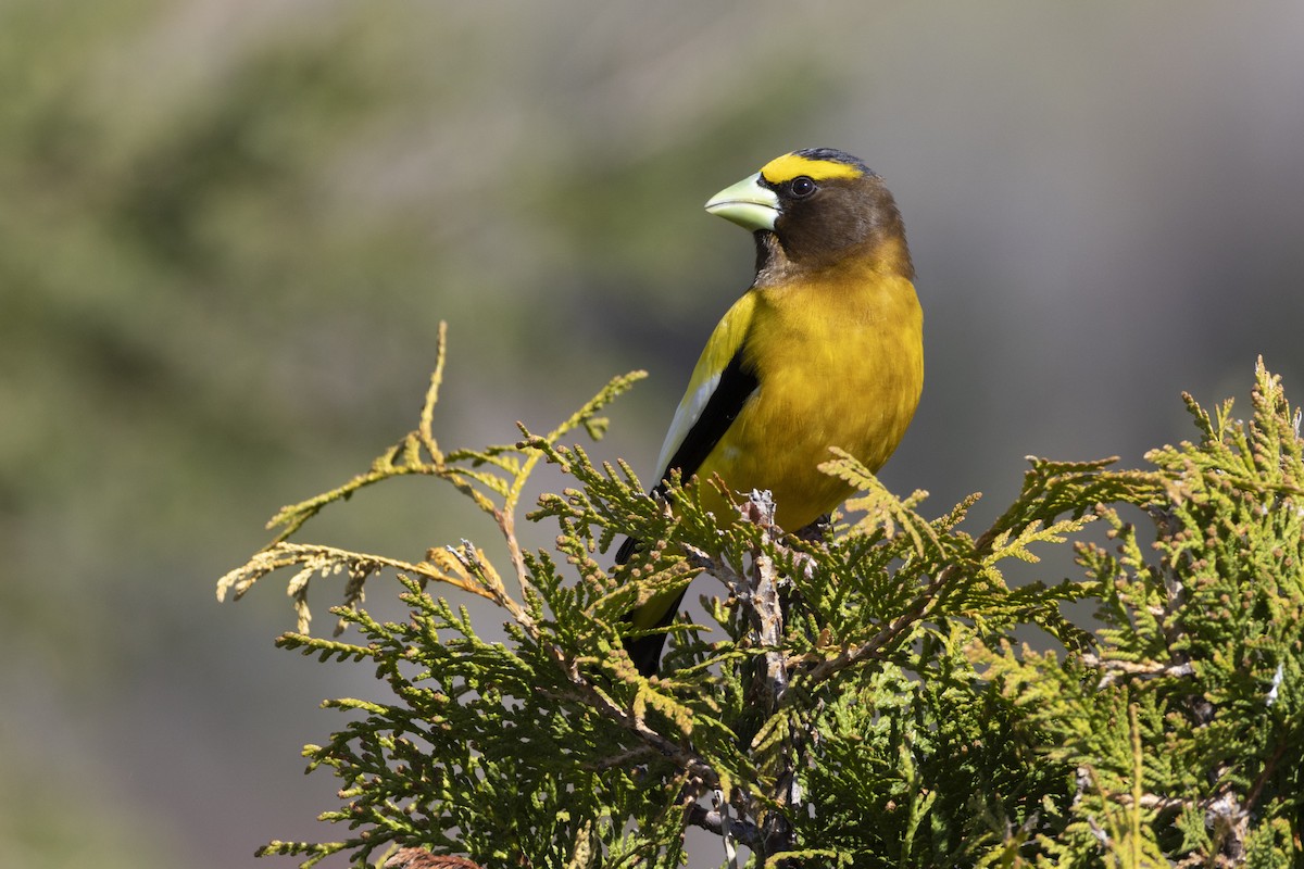 dlask žlutočelý - ML636846513