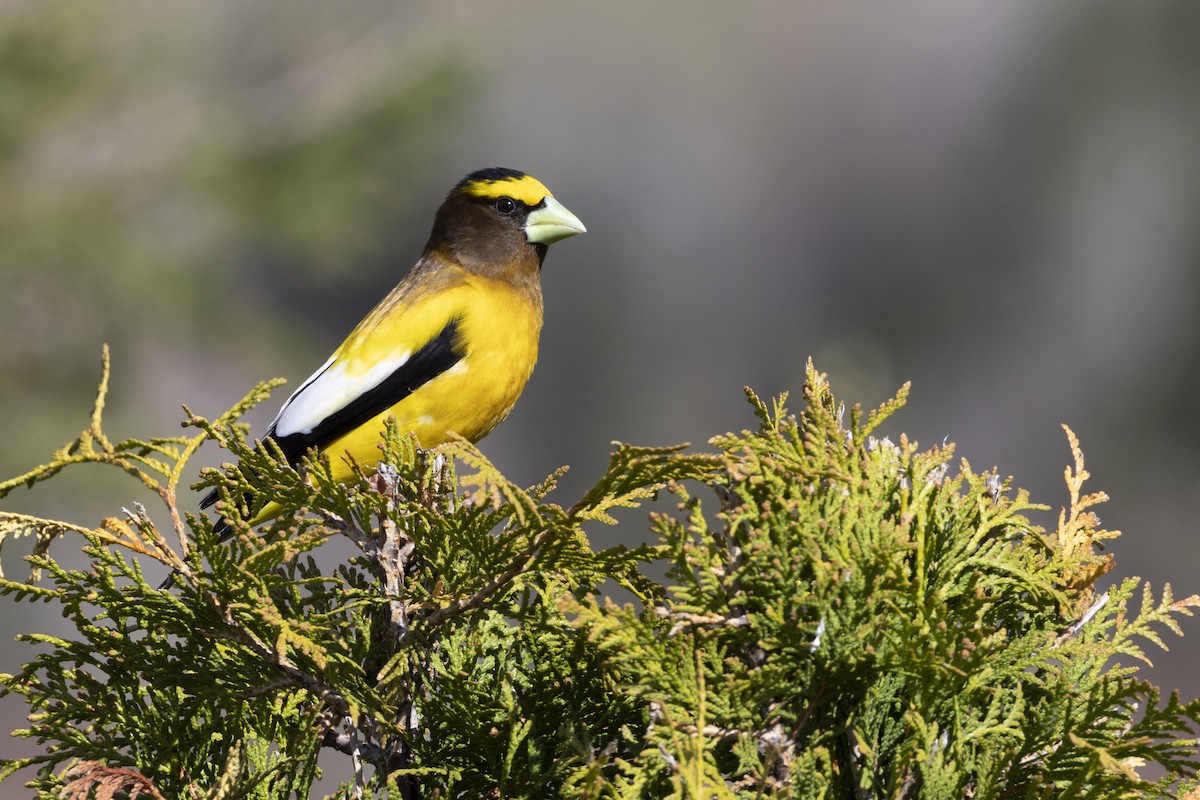 dlask žlutočelý - ML636846514