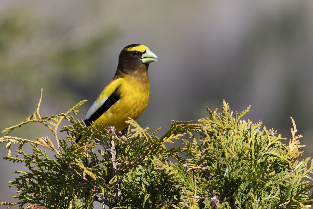 dlask žlutočelý - ML636846515