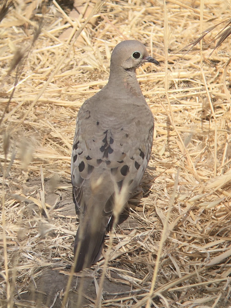 Mourning Dove - ML636846590