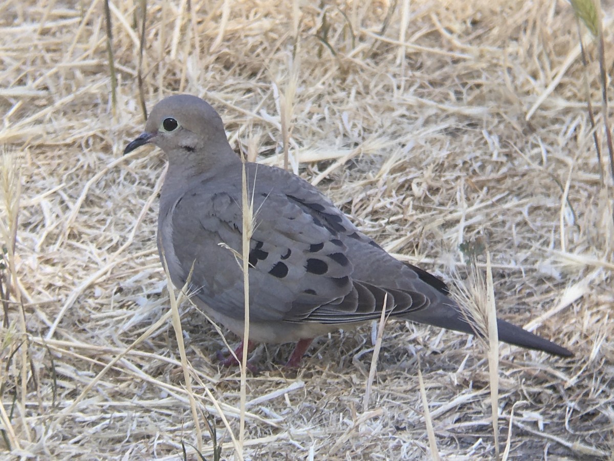 Mourning Dove - ML636846591