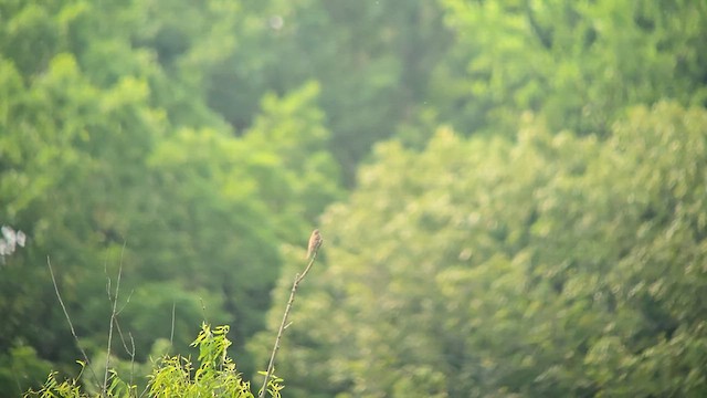 Willow Flycatcher - ML636846608