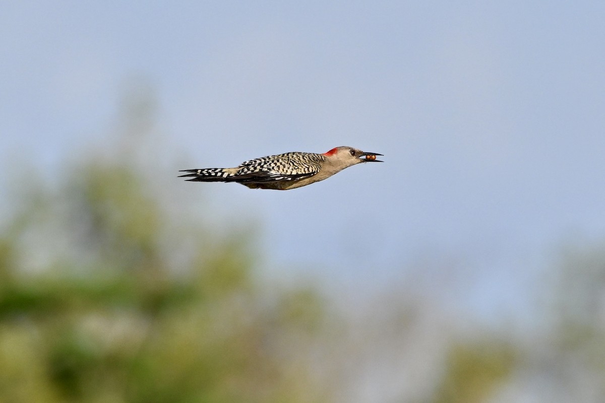 West Indian Woodpecker - ML636846623