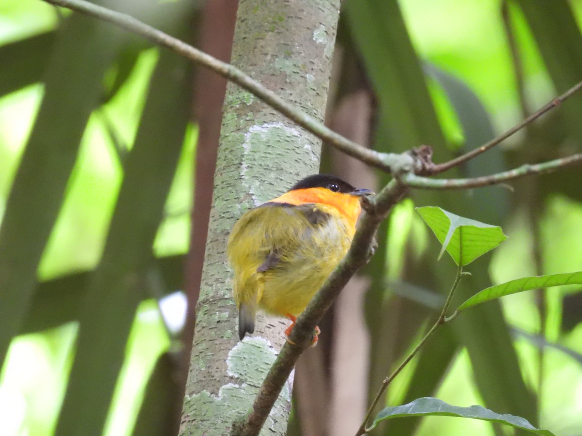 Orange-collared Manakin - ML636846645