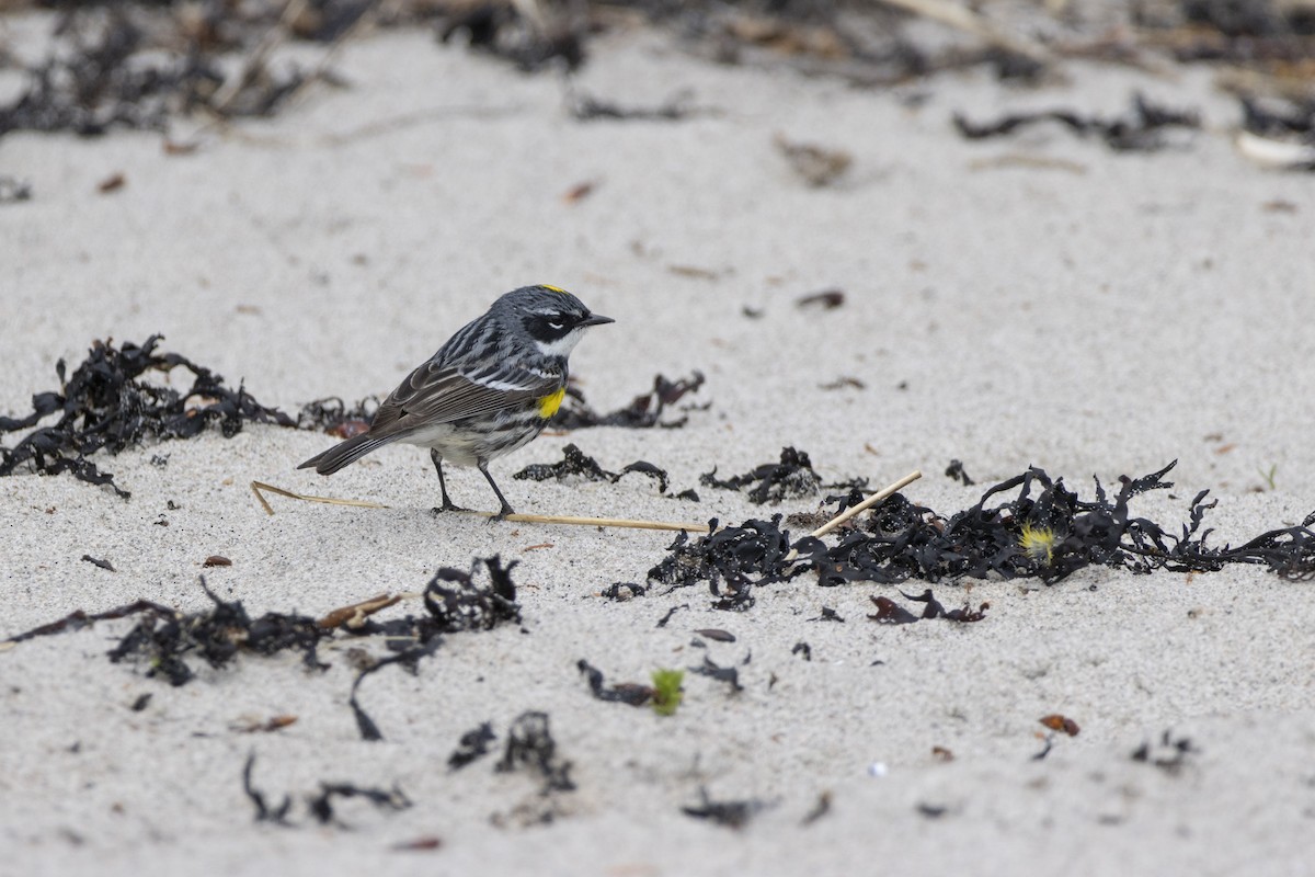 lesňáček žlutoskvrnný - ML636846661