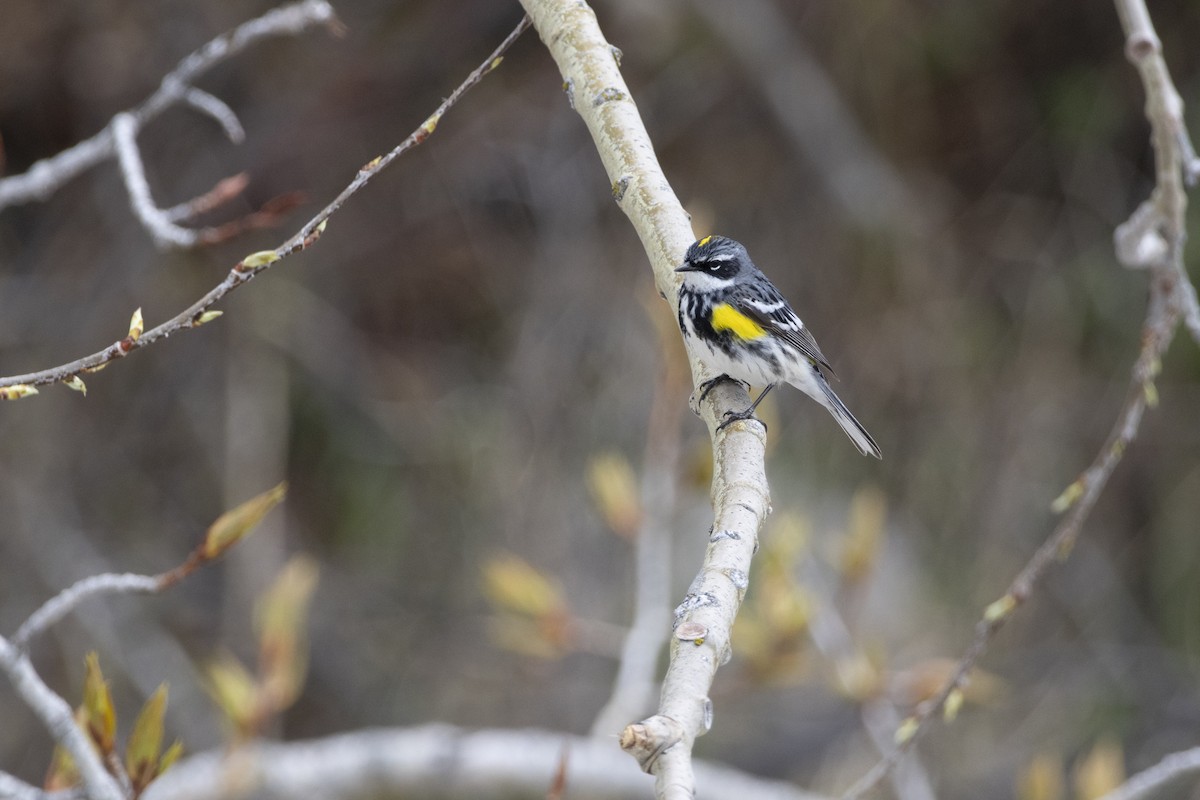 lesňáček žlutoskvrnný - ML636846662