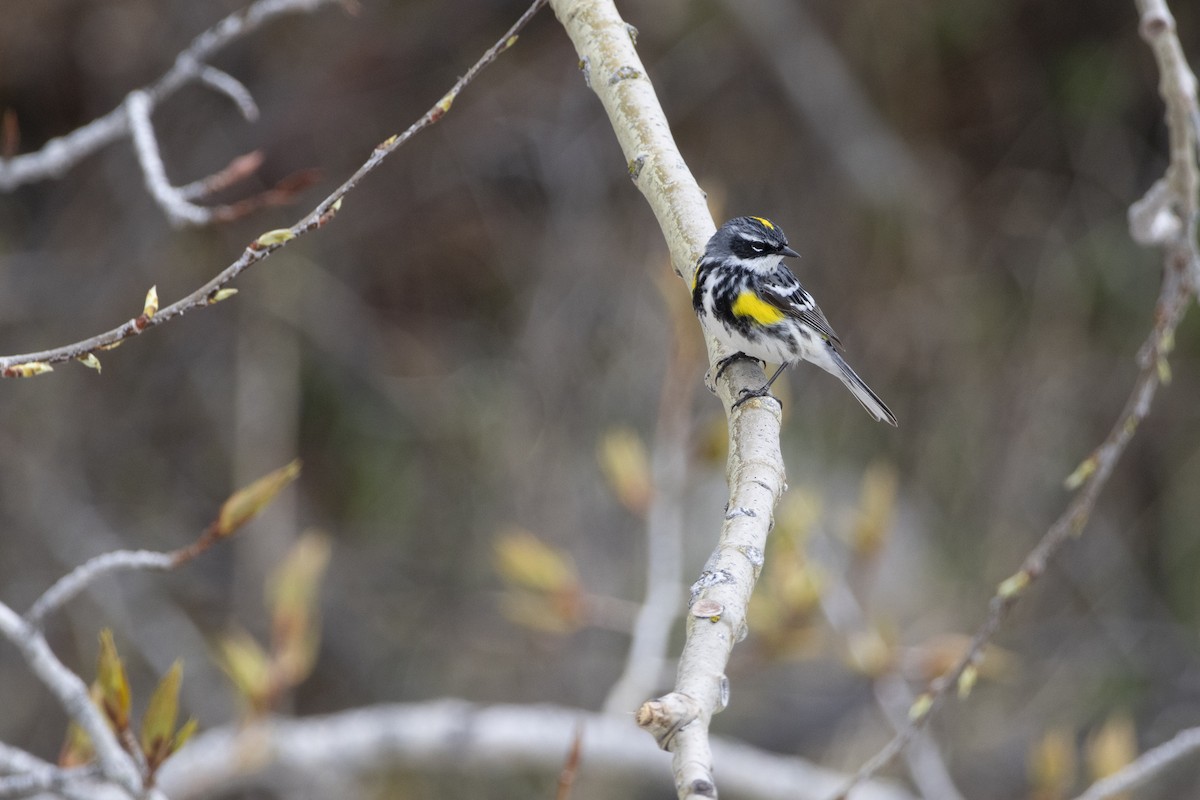 lesňáček žlutoskvrnný - ML636846663