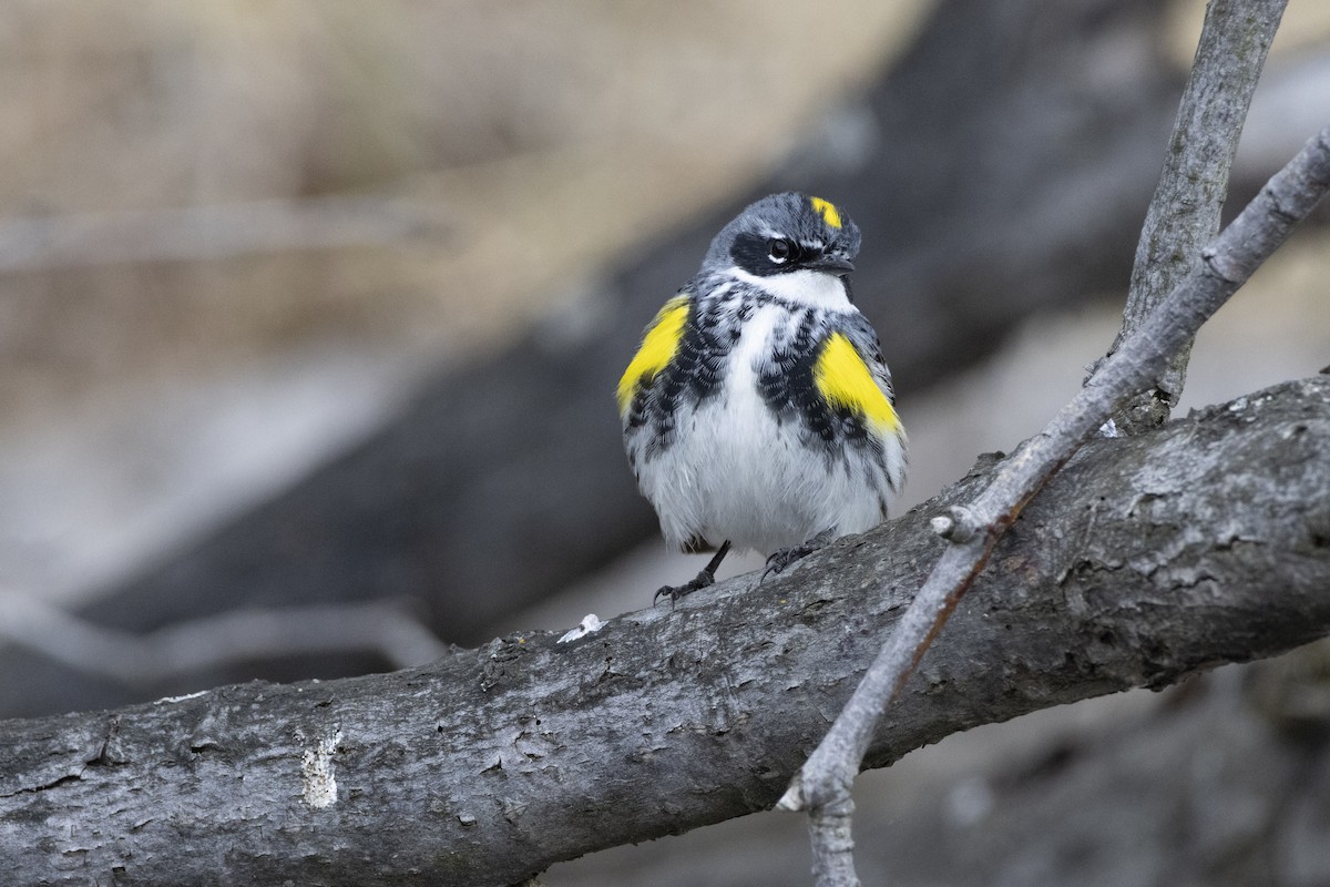 lesňáček žlutoskvrnný - ML636846664