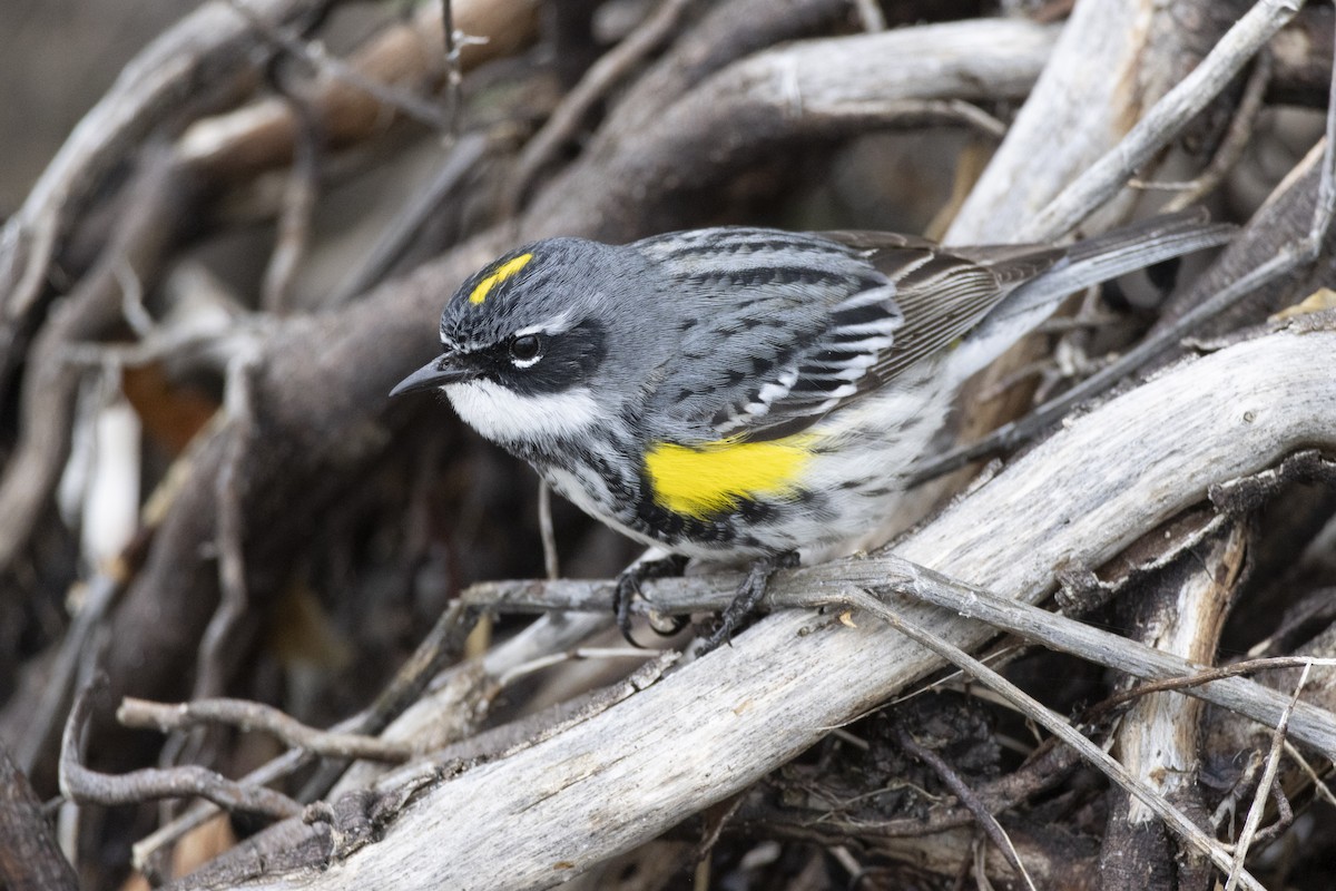 lesňáček žlutoskvrnný - ML636846665