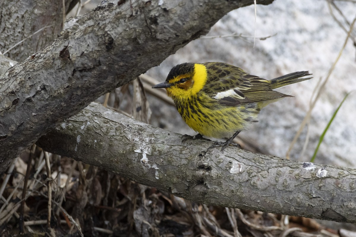 lesňáček skvrnitý - ML636846673