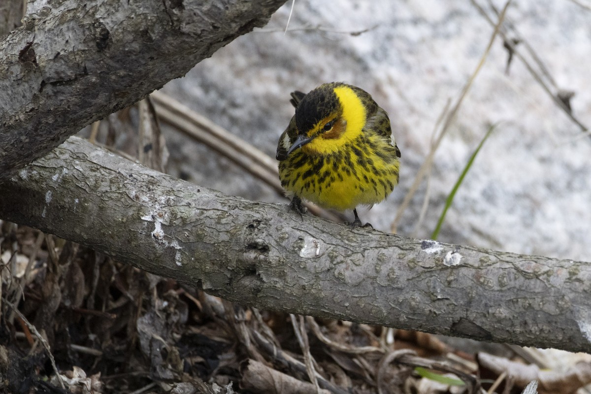 lesňáček skvrnitý - ML636846674