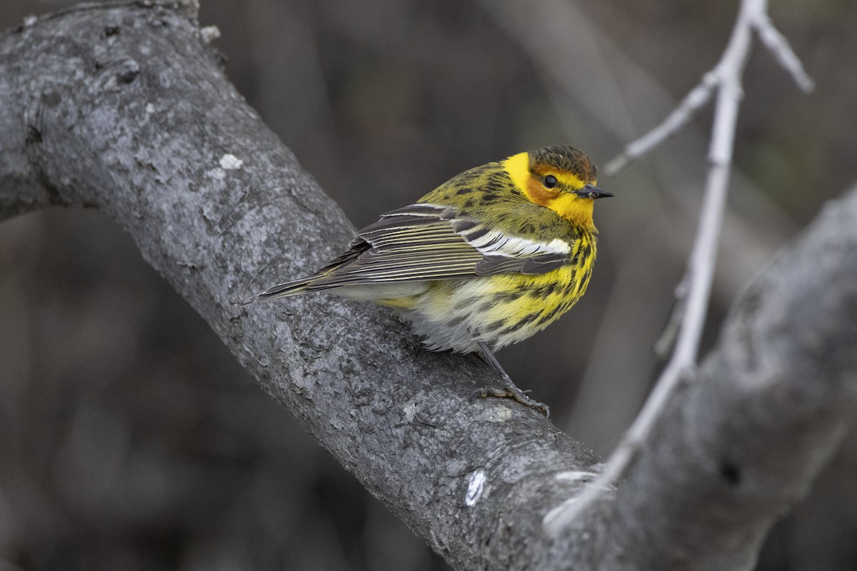 lesňáček skvrnitý - ML636846676