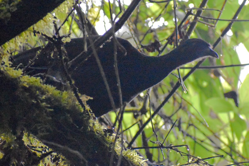Black Guan - ML636846678