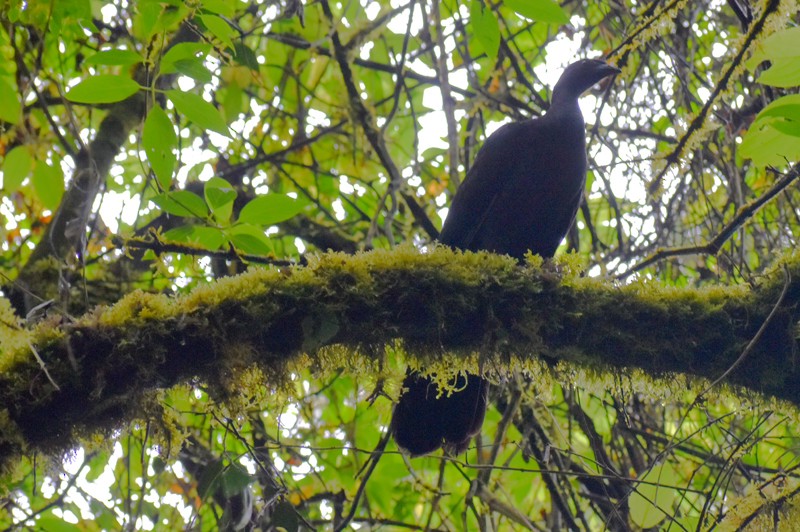 Black Guan - ML636846679