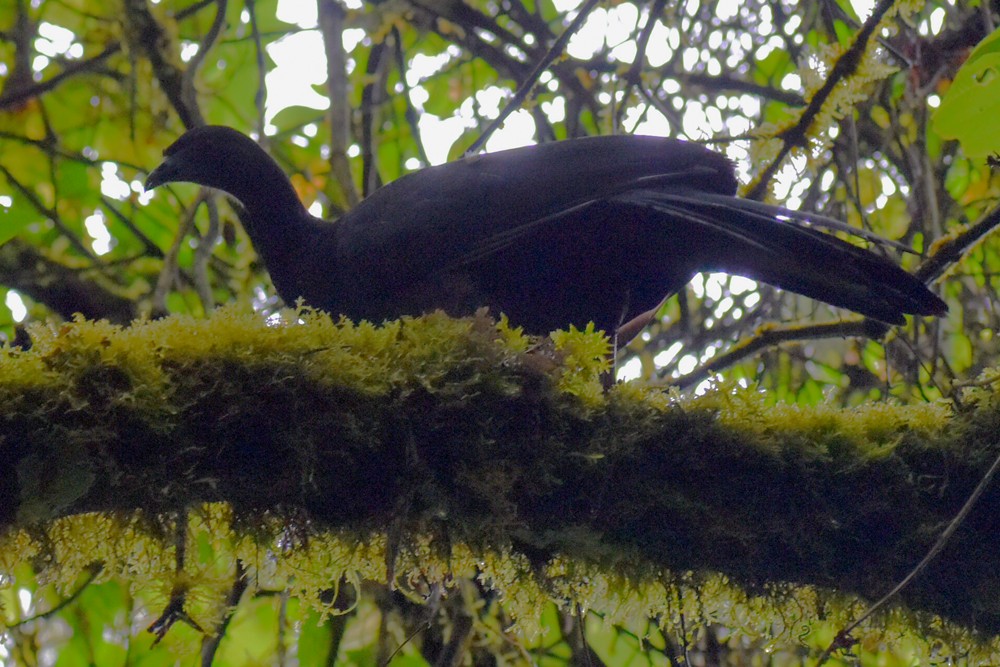 Black Guan - ML636846680