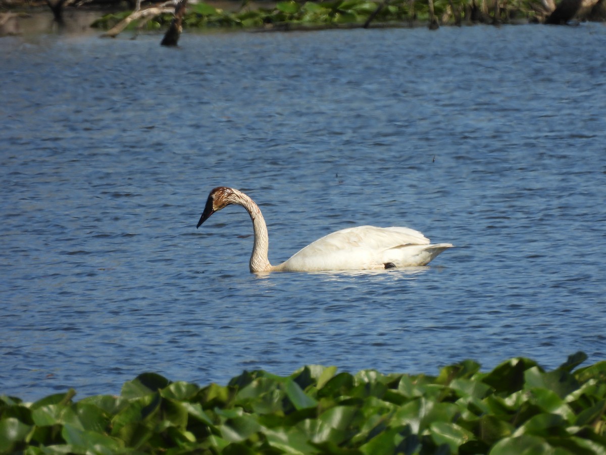 Trumpeter Swan - ML636846700
