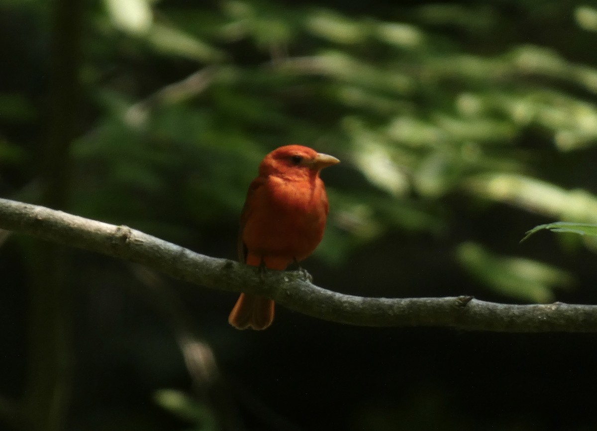 Summer Tanager - ML636846805