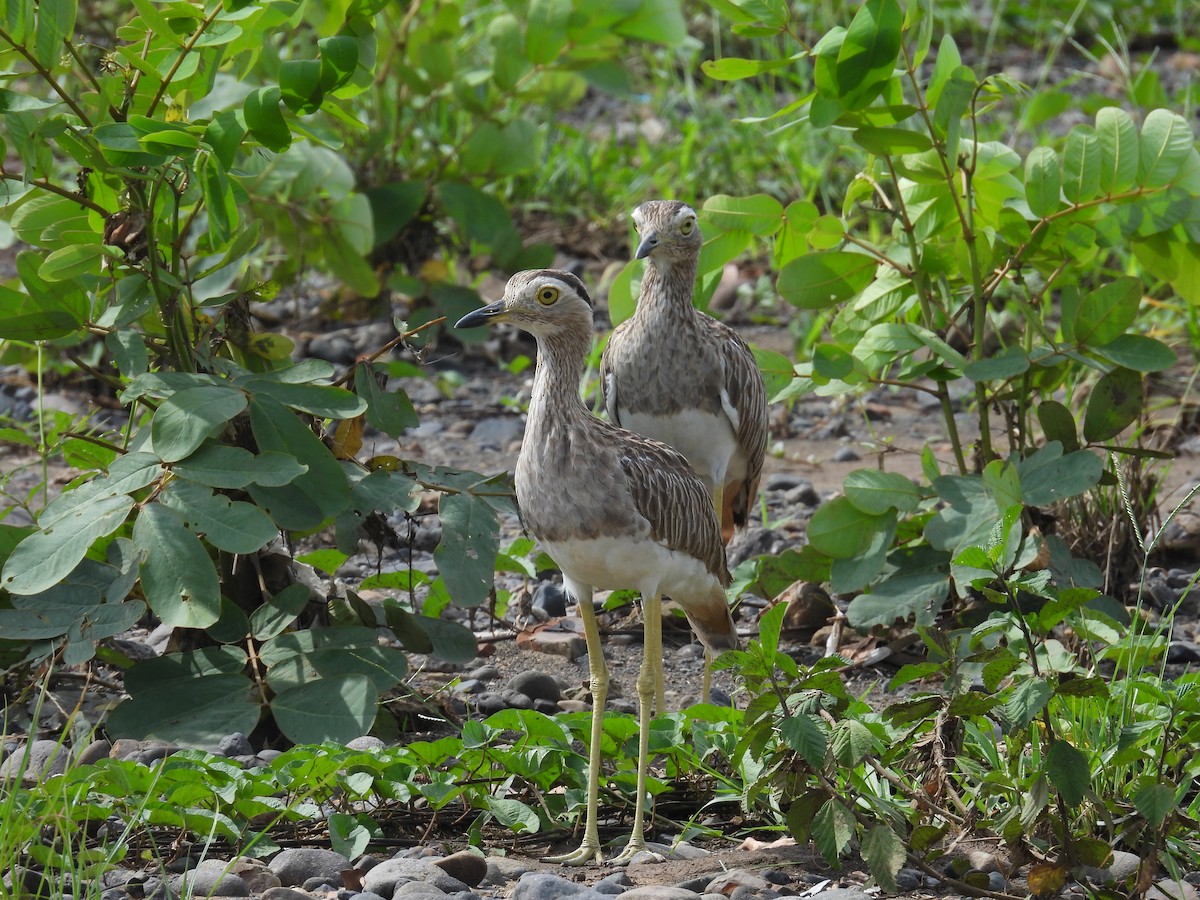 Double-striped Thick-knee - ML636846823