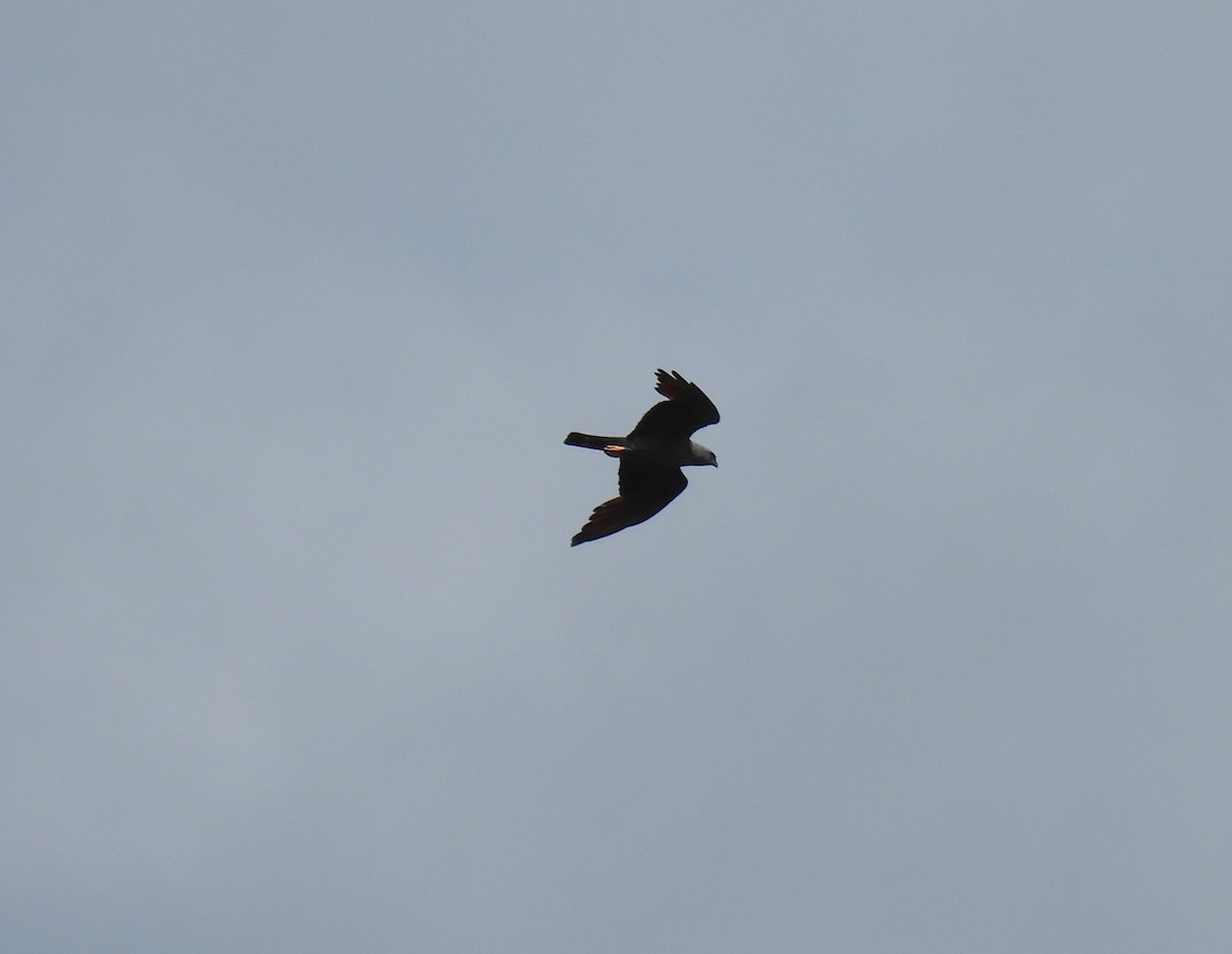 Plumbeous Kite - ML636846837