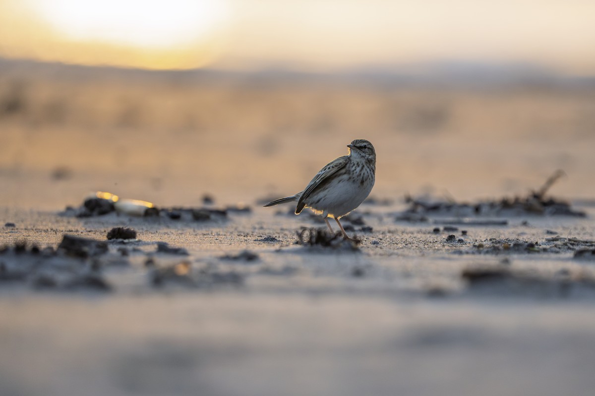 New Zealand Pipit - ML636846972
