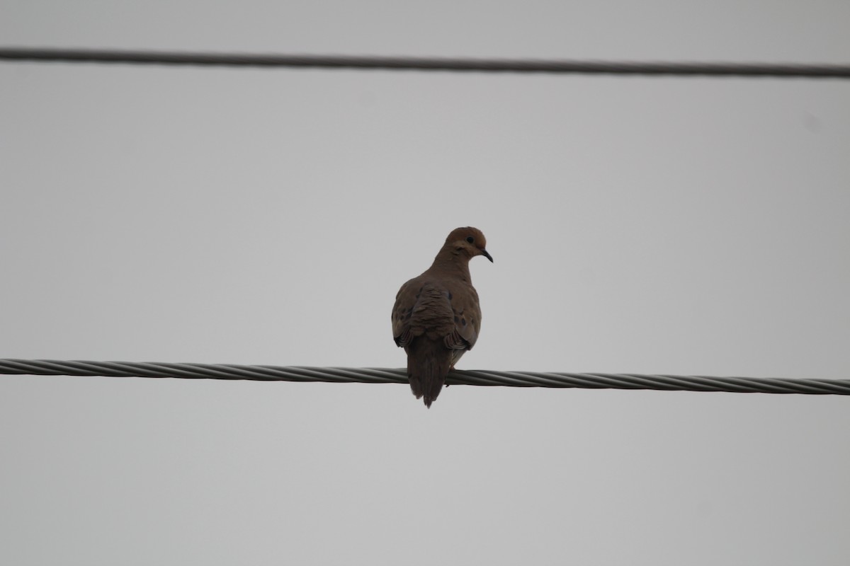 Mourning Dove - ML636847044