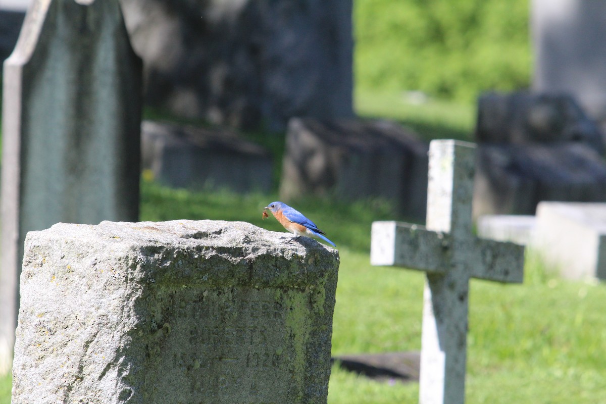 Eastern Bluebird - ML636847114