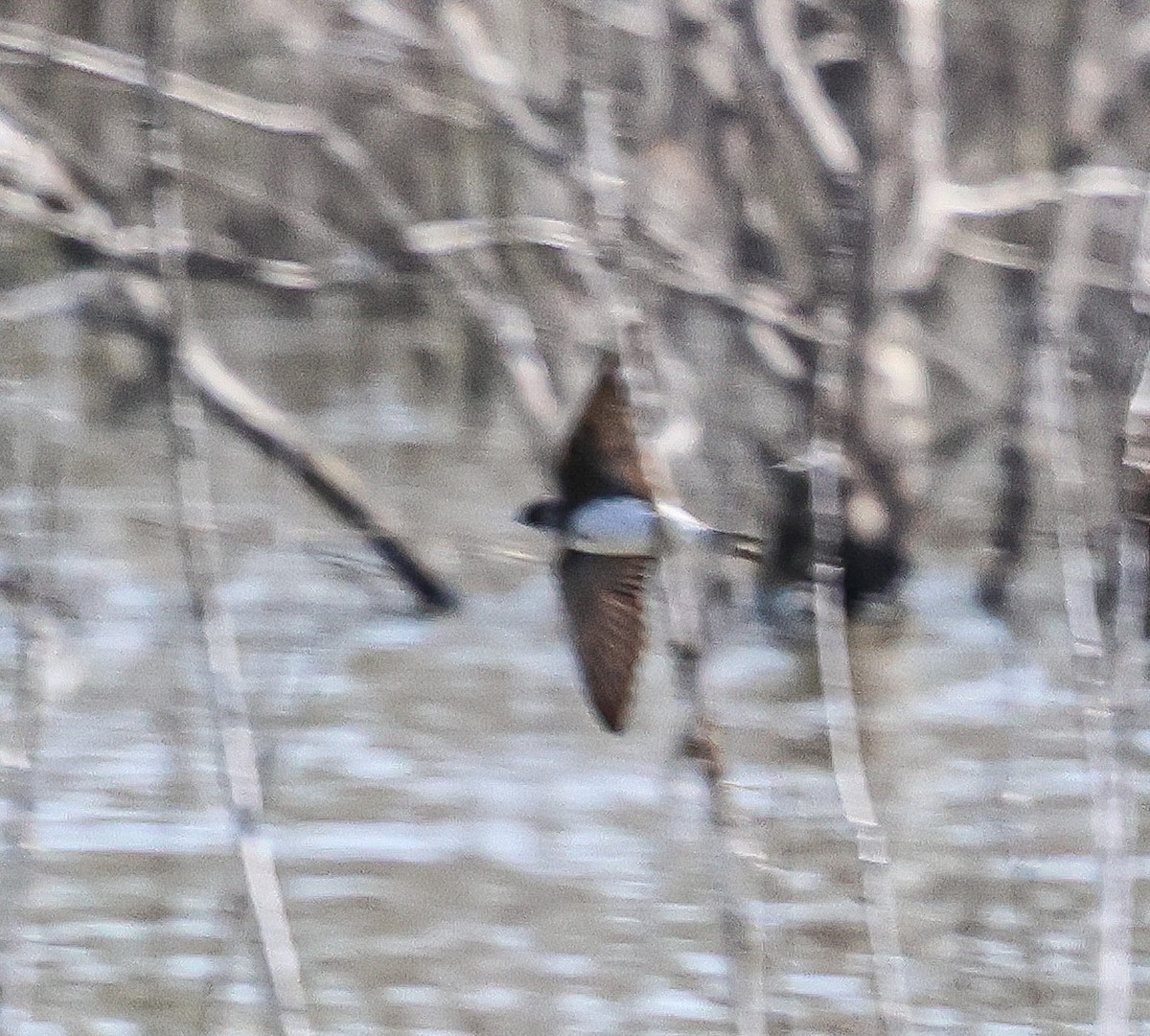 Bank Swallow - ML636847125