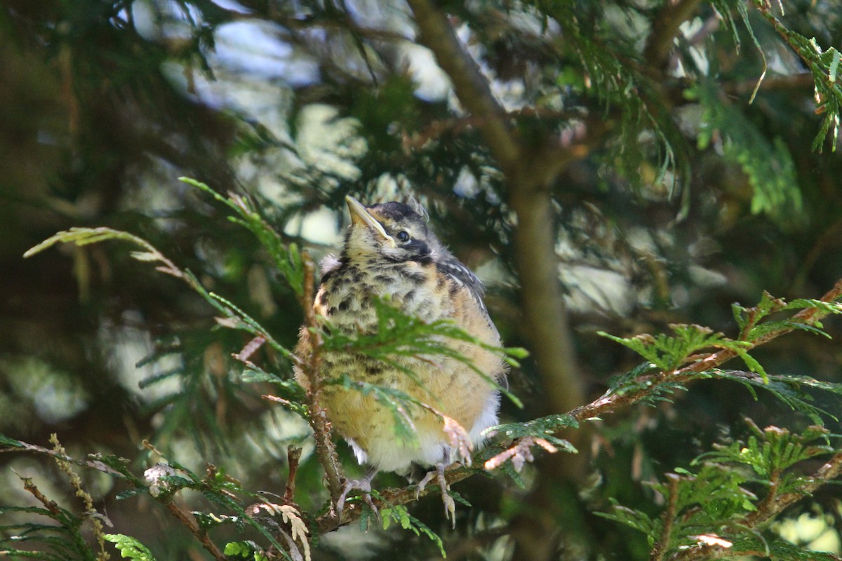 American Robin - ML636847142