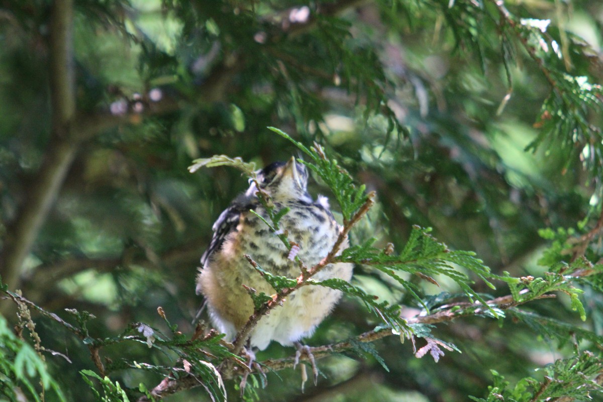 American Robin - ML636847143