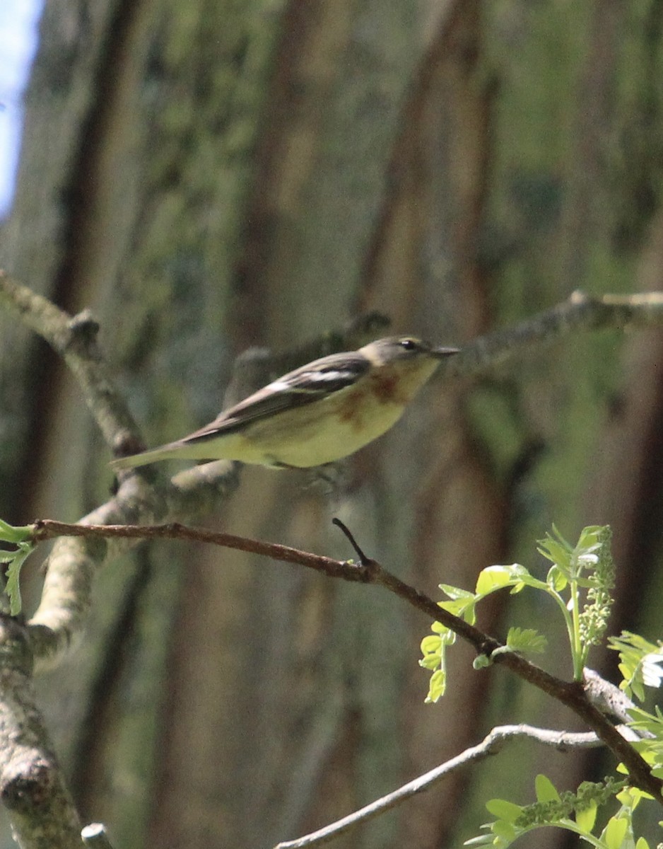 Bay-breasted Warbler - ML636847155