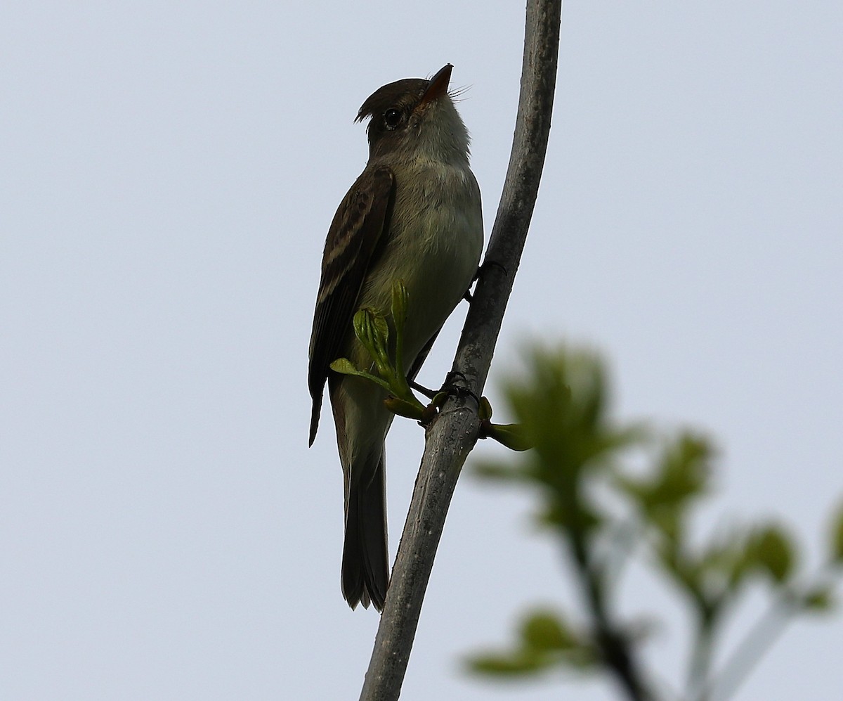 Willow Flycatcher - ML636847158