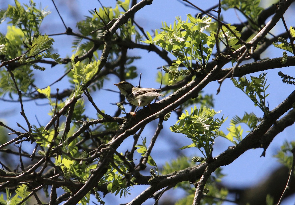 Blackpoll Warbler - ML636847182