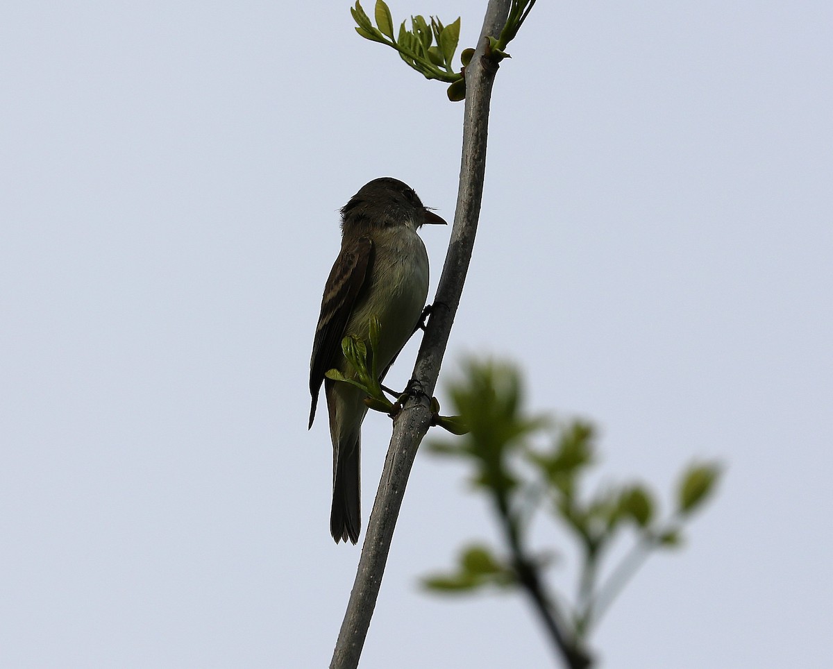 Willow Flycatcher - ML636847185