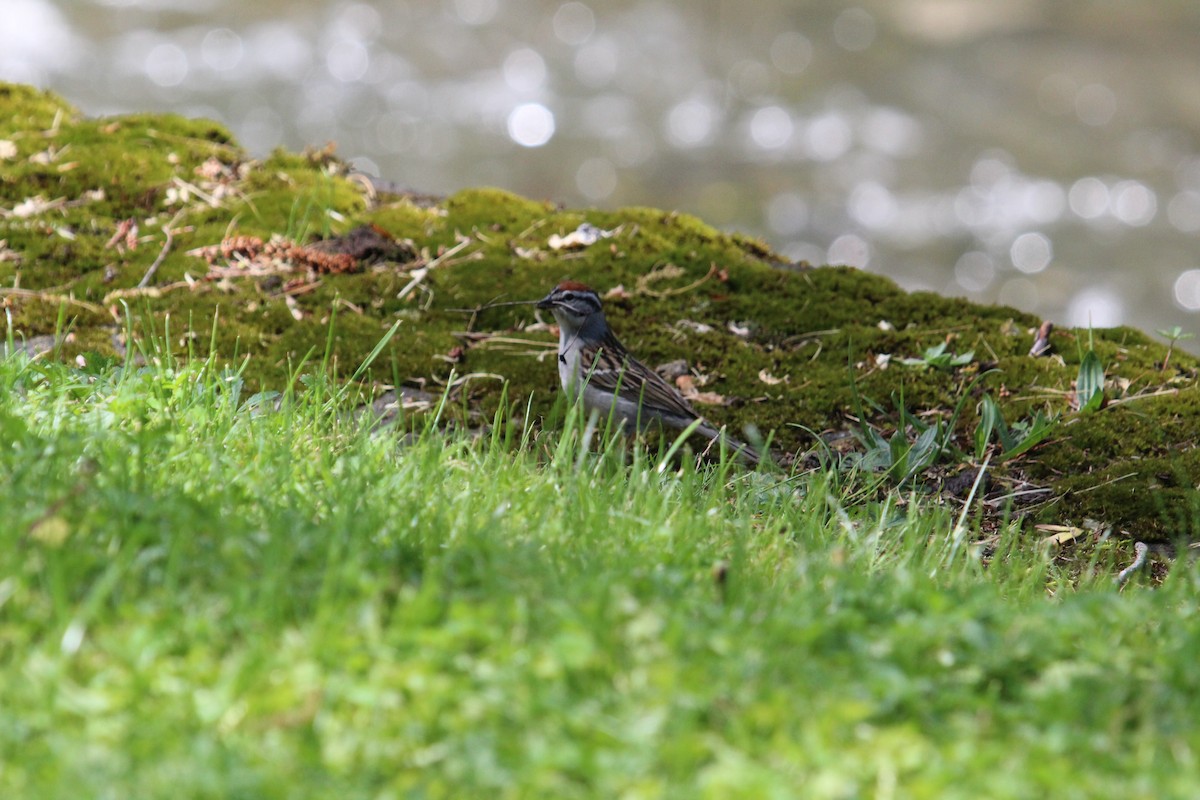Chipping Sparrow - ML636847224