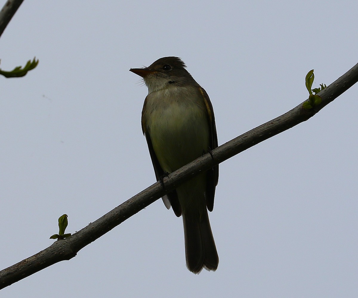 Willow Flycatcher - ML636847259