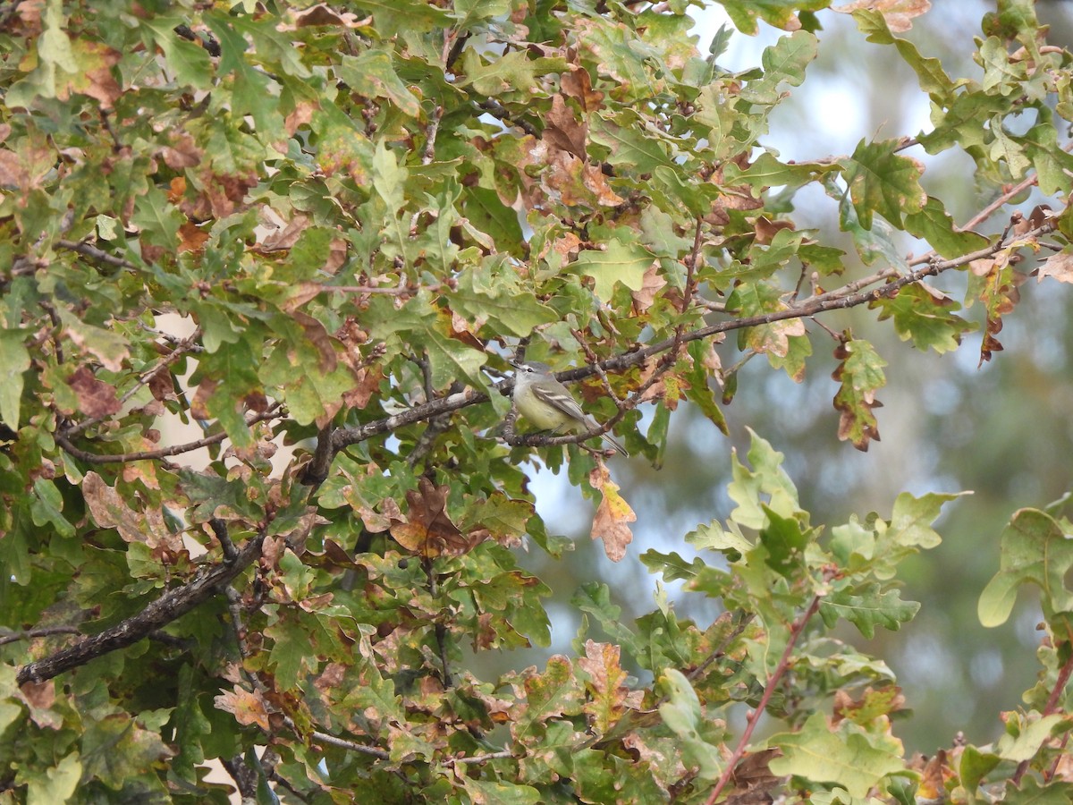 White-crested Tyrannulet (Sulphur-bellied) - ML636847351
