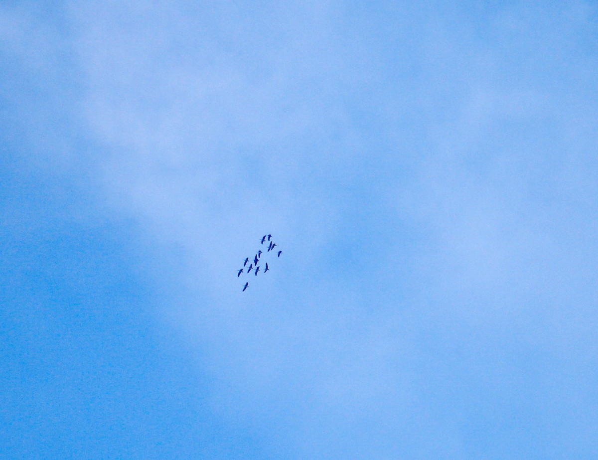 Demoiselle Crane - ML636847374