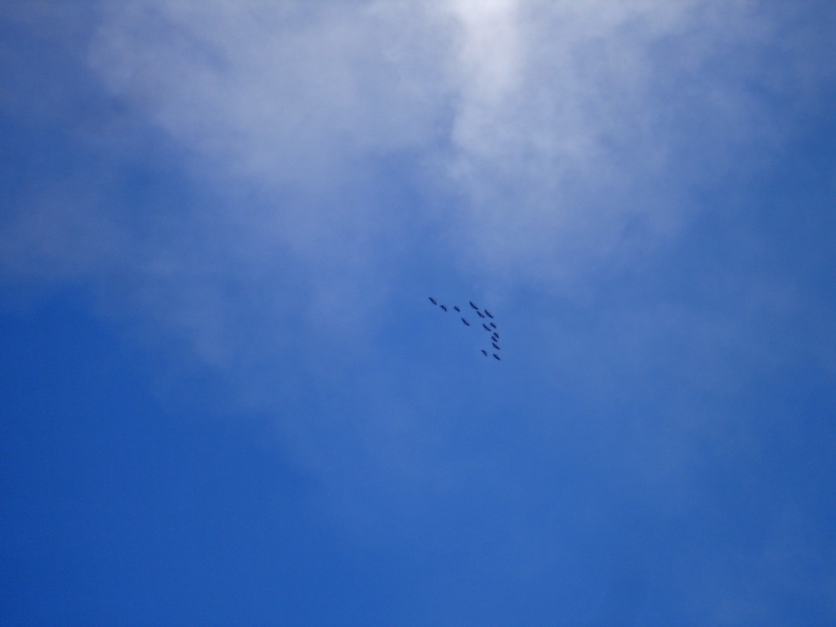 Demoiselle Crane - ML636847376