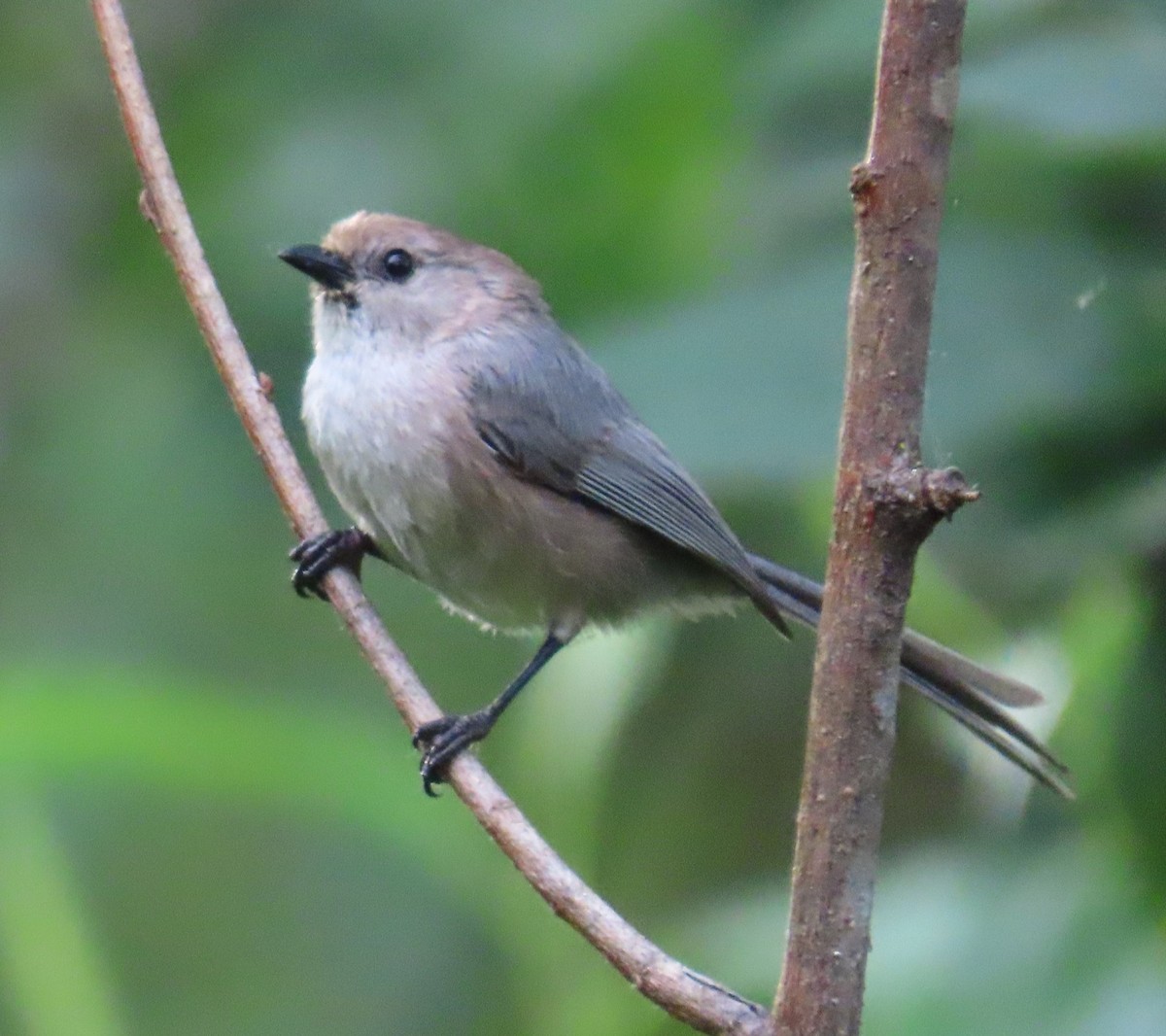 Bushtit - ML636847377