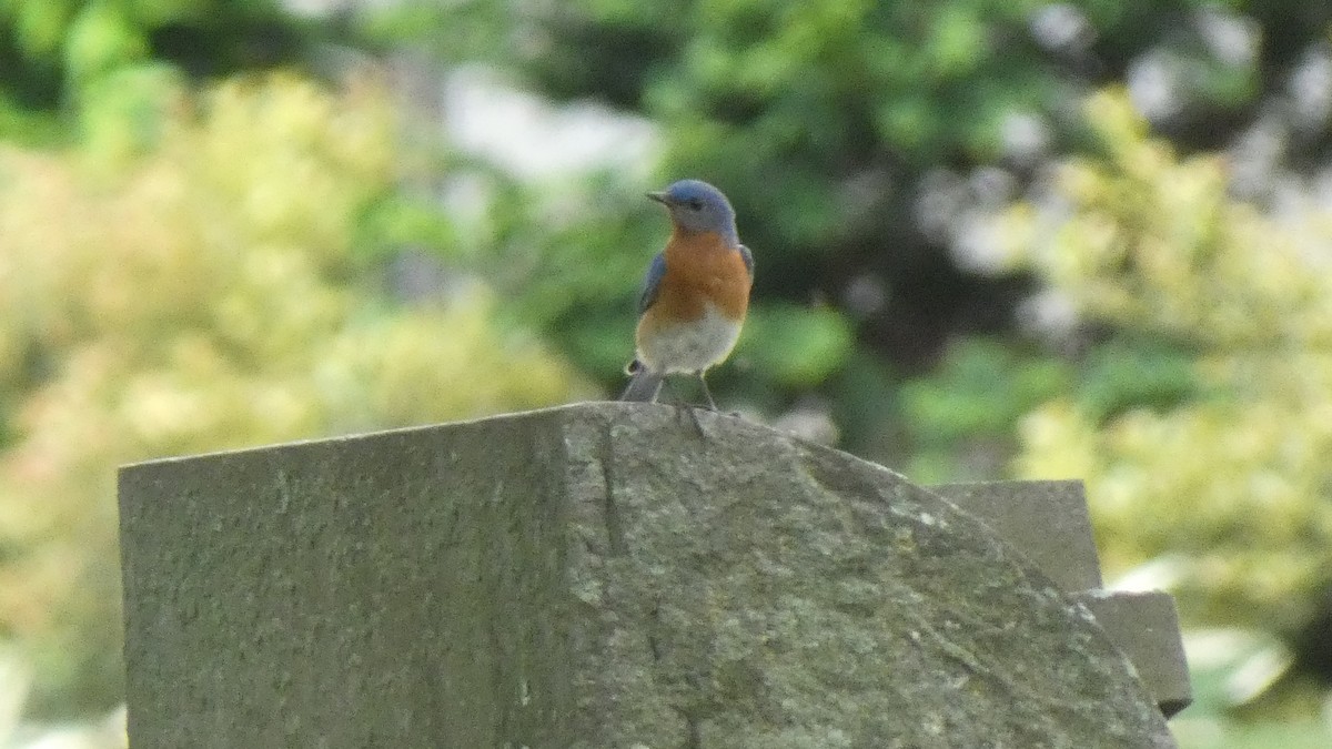 Eastern Bluebird - ML636847484