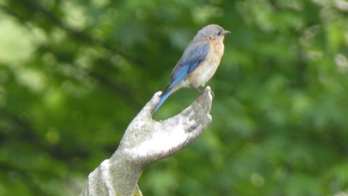 Eastern Bluebird - ML636847485