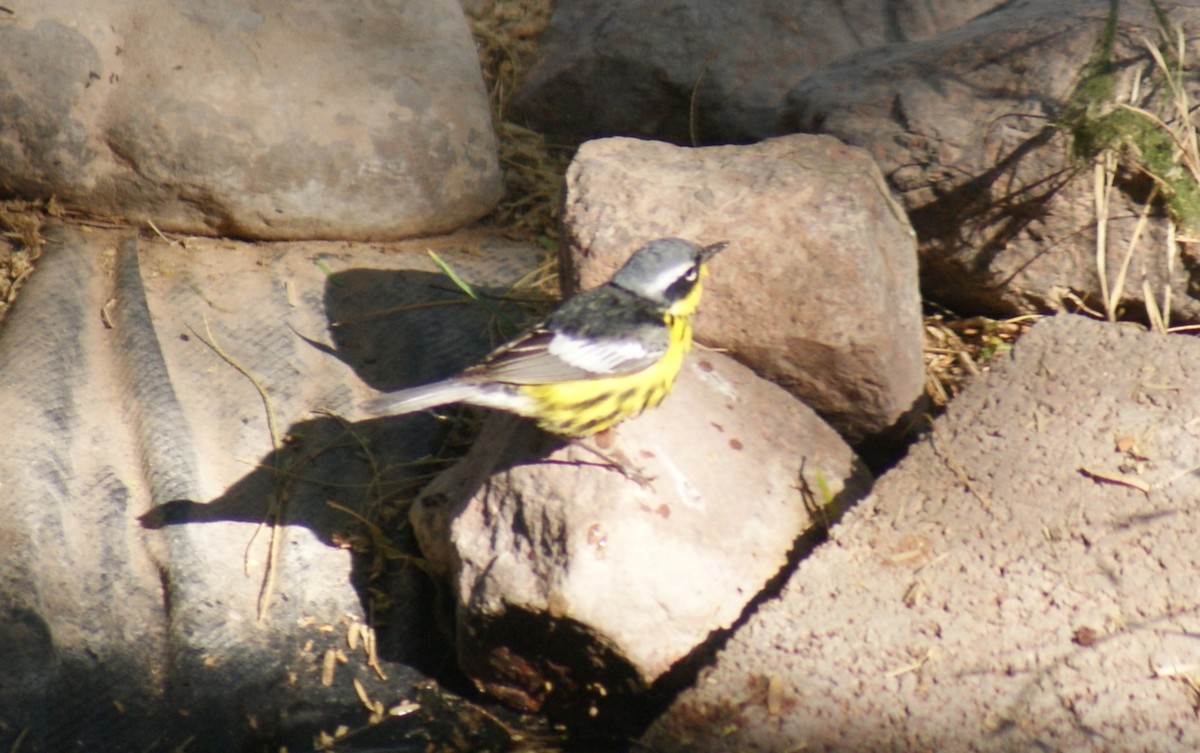 Magnolia Warbler - ML636847498