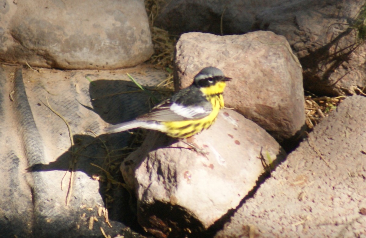 Magnolia Warbler - ML636847522