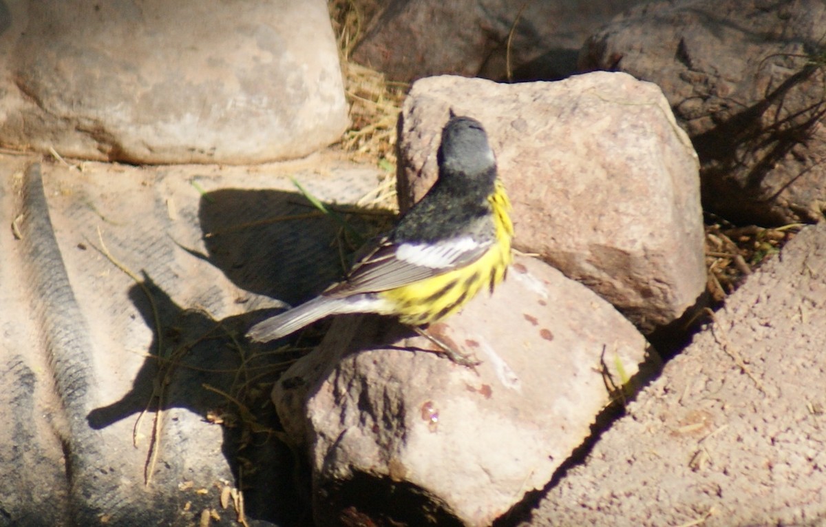 Magnolia Warbler - ML636847541