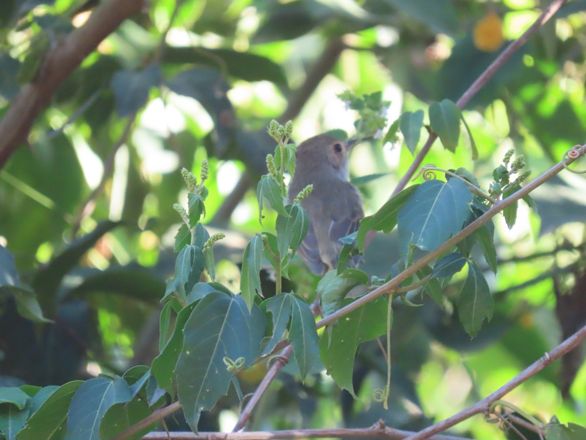Fulvous-crowned Scrub-Tyrant - ML636847672
