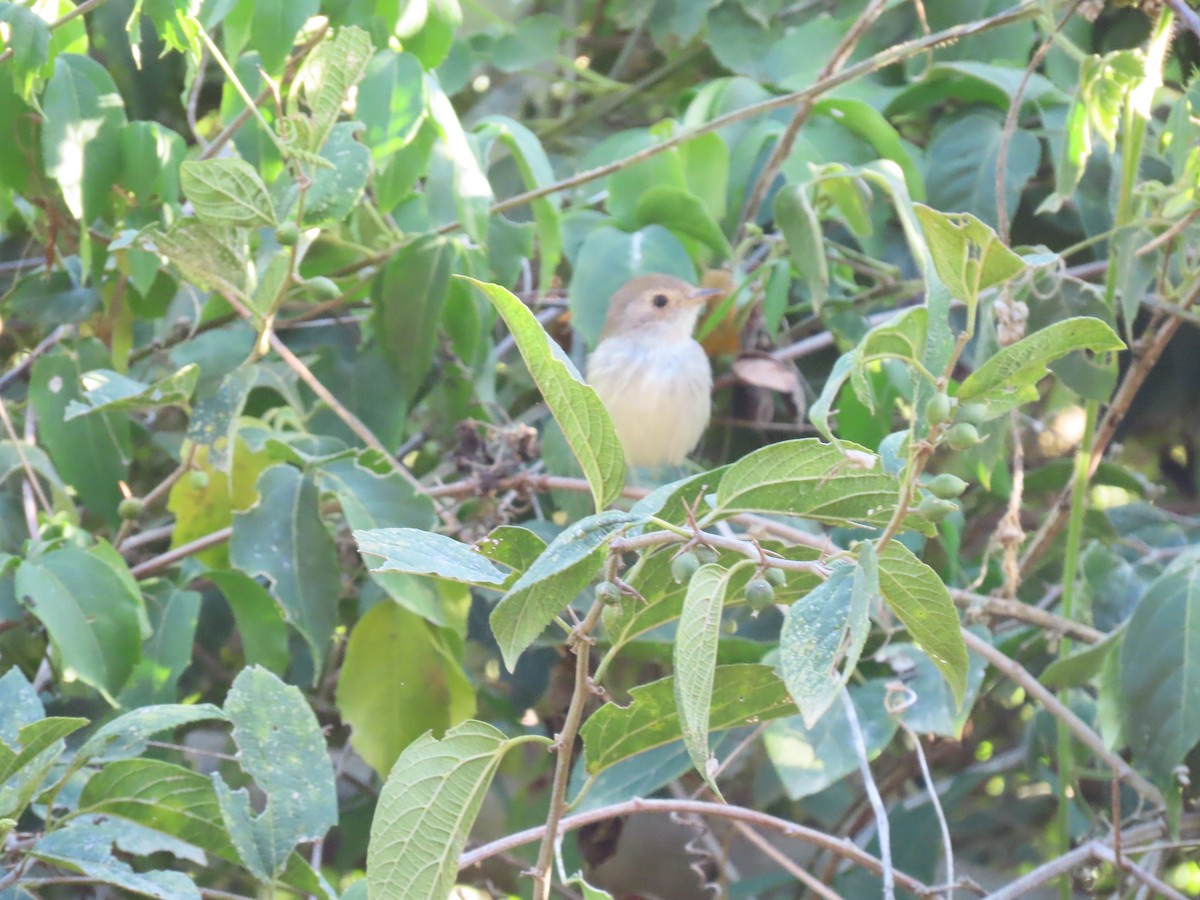 Fulvous-crowned Scrub-Tyrant - ML636847673