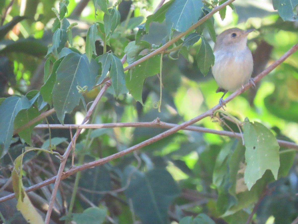 Fulvous-crowned Scrub-Tyrant - ML636847674