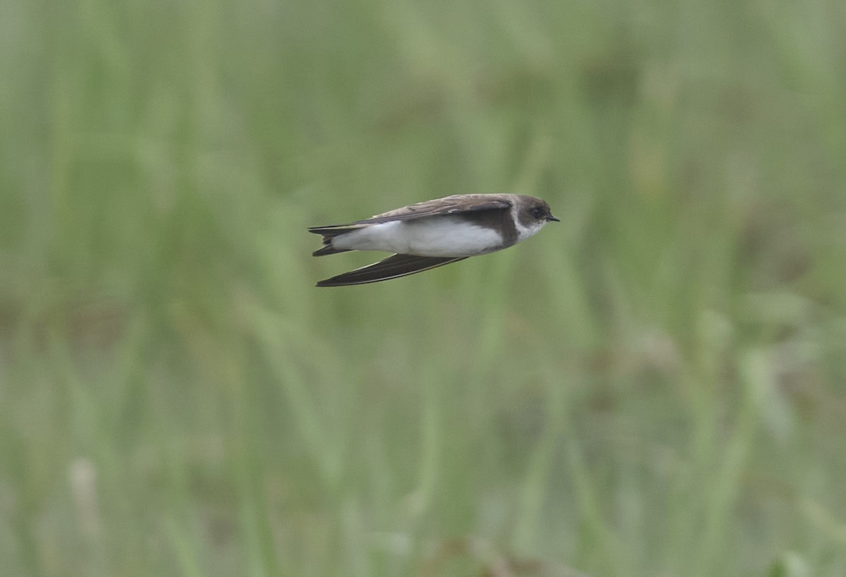 Bank Swallow - ML636847677